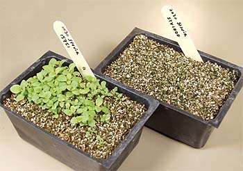 stevia_seeds_germination.jpg
